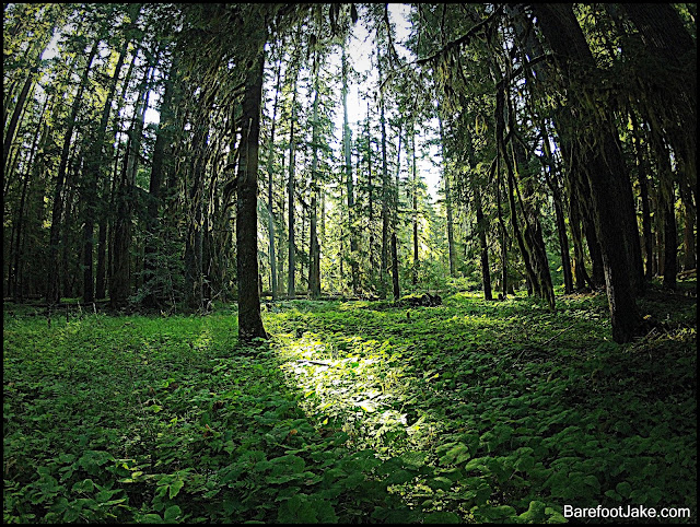 Elwha River Trail, Olympic National Park Elwha Trail