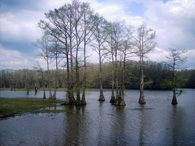 Caddo Lake Exotic Travel Destination