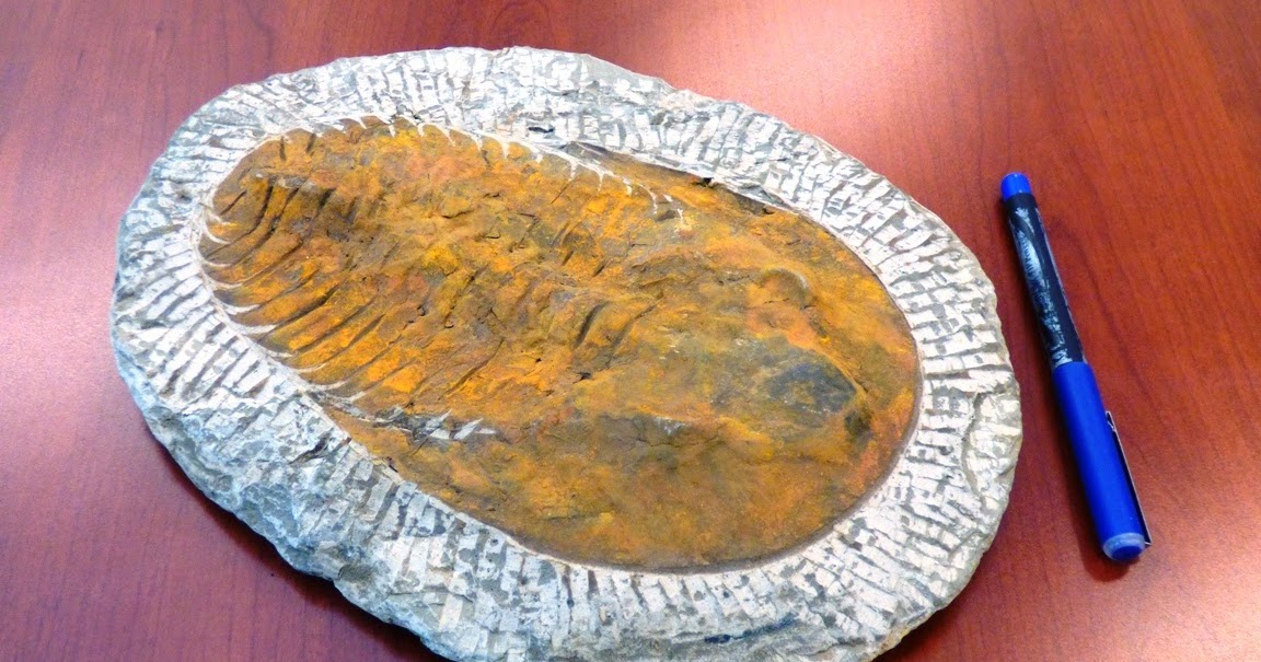 fossil acquired