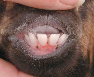 vet science: Dentition in Sheep and Goat - Dental Formula of Animals