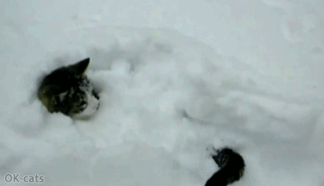 Art Cat GIF • Cinemagraph • Snow cat is stuck in deep snow HALP! I can't move I am frozen Art Cat GIF • Cinemagraph • Snow cat is stuck in deep snow HALP! I can't move I am frozen