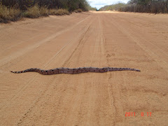 A jibóia da caatinga I