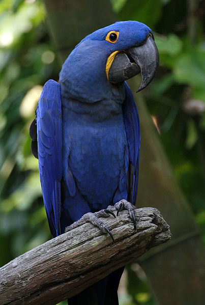 watching birds: Hyacinth Macaw Parrot