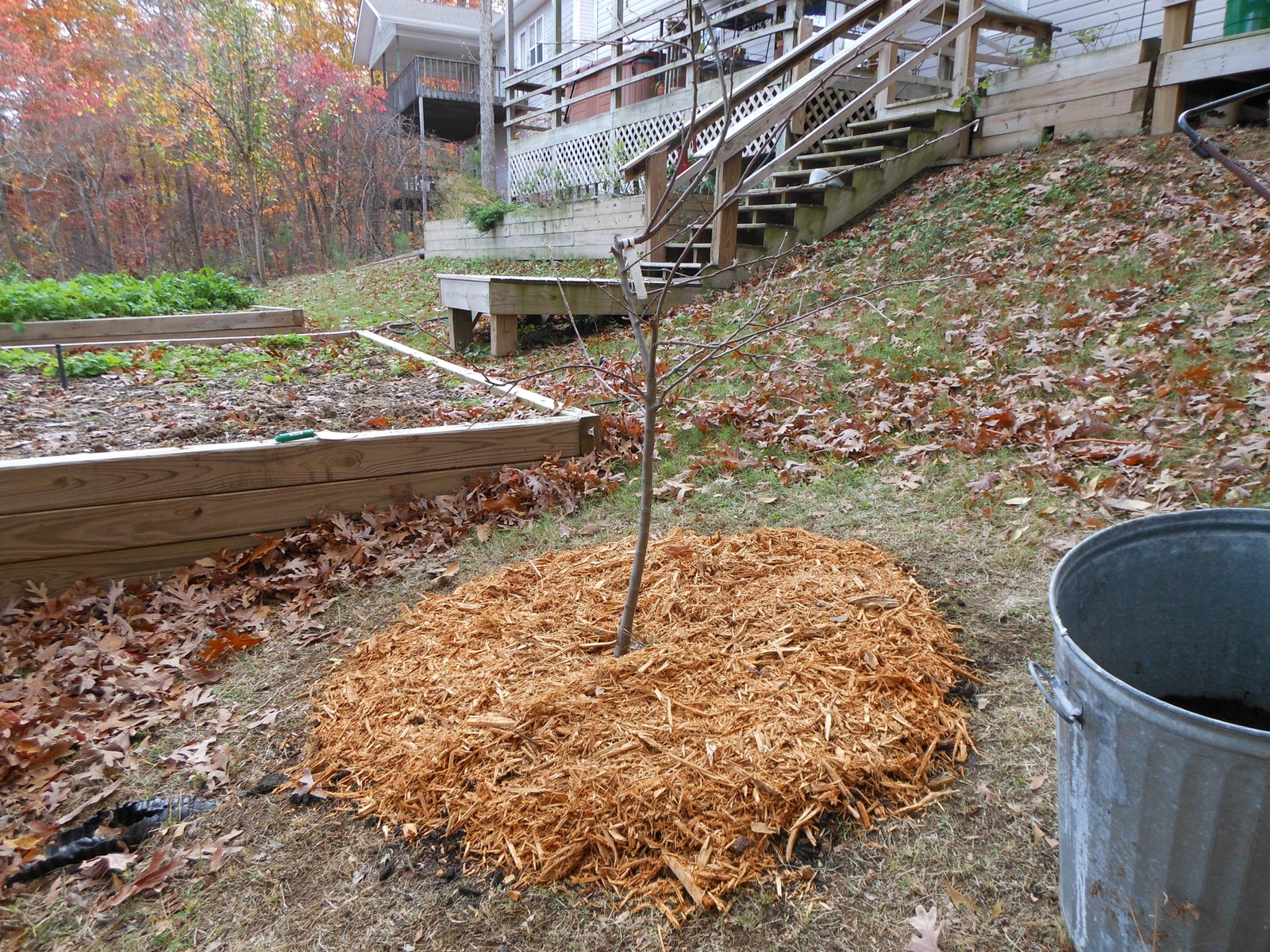 Simple, Raw and Natural Feeding Trees in Arkansas