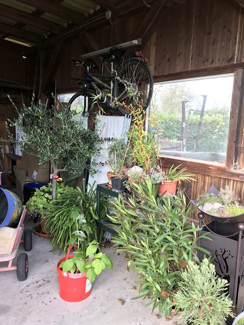 Kübelpflanzen im Carport Kübelpflanzen im Carport