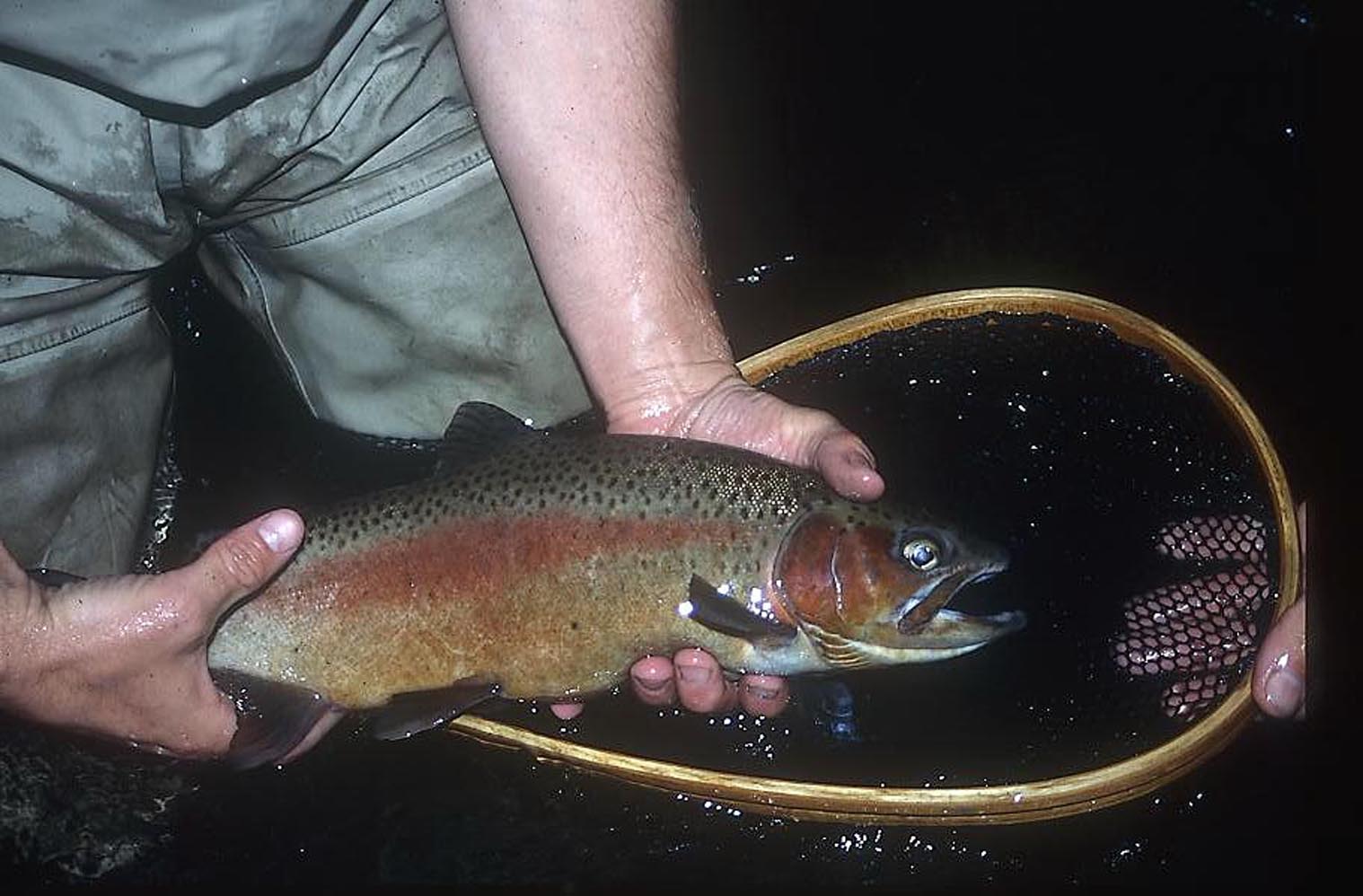 Fly Fish Oregon Water Time Report Get Started Fly Fishing!