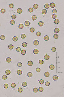 Lycoperdon excipuliforme