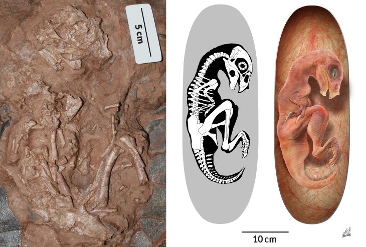 Species New to Science: [Paleontology • 2017] Beibeilong sinensis • Perinate and Eggs of A Giant Caenagnathid Dinosaur from the Late Cretaceous of central China