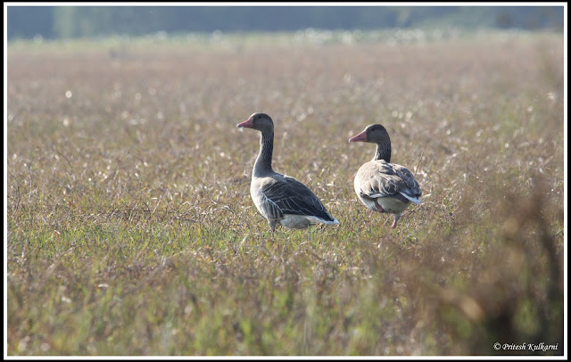 Grey Leg goose Grey Leg goose