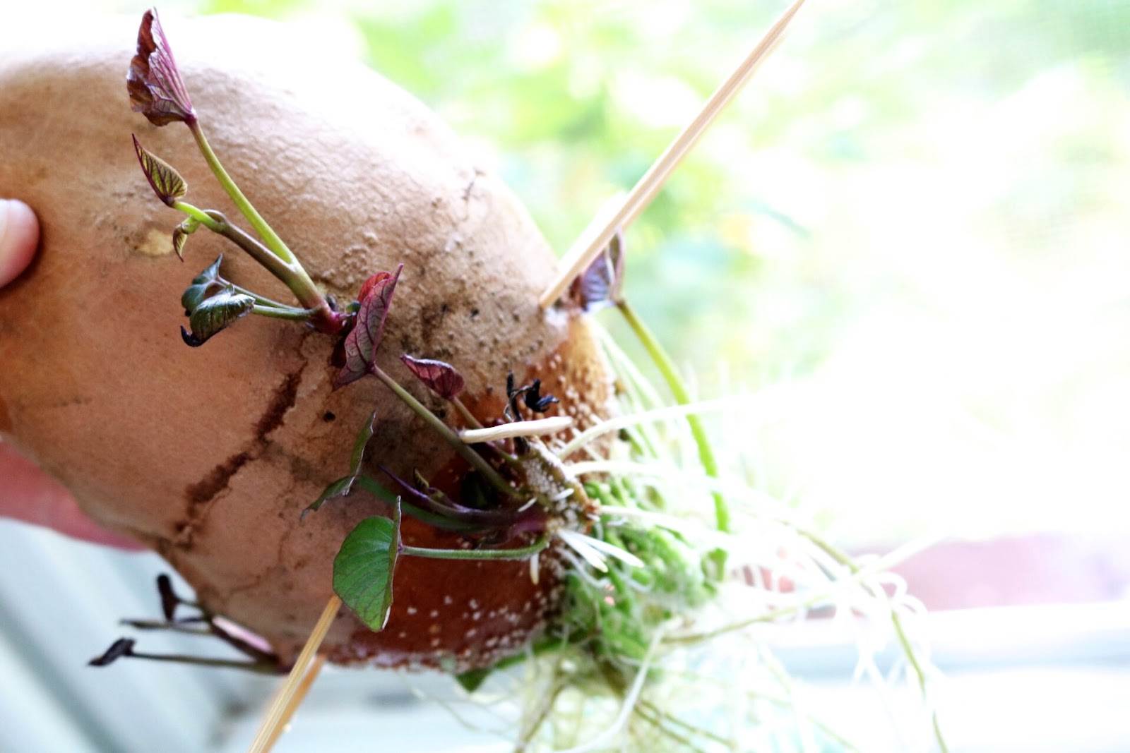 Sweet potato introduction picture