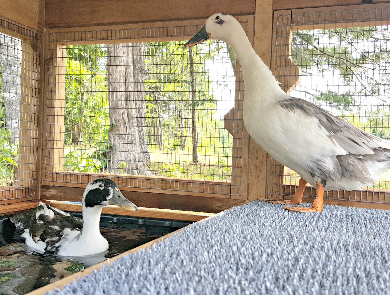 Introducing the Urban Coop Company Round Top Duck House Fresh Eggs