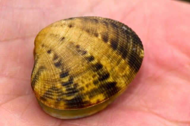 ilmu perikanan: jenis kerang