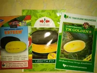 tanaman semangka, menanam semangka, budidaya semangka, jual benih, lmga agro