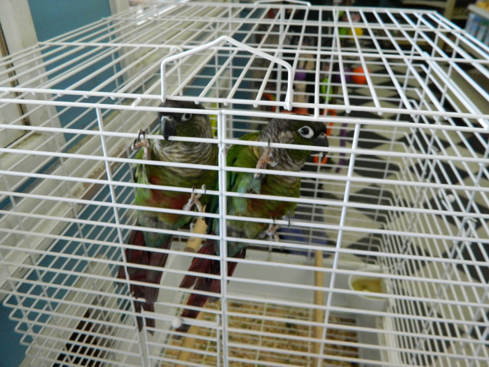 California Dreamin' Column 16 Porterville Pets