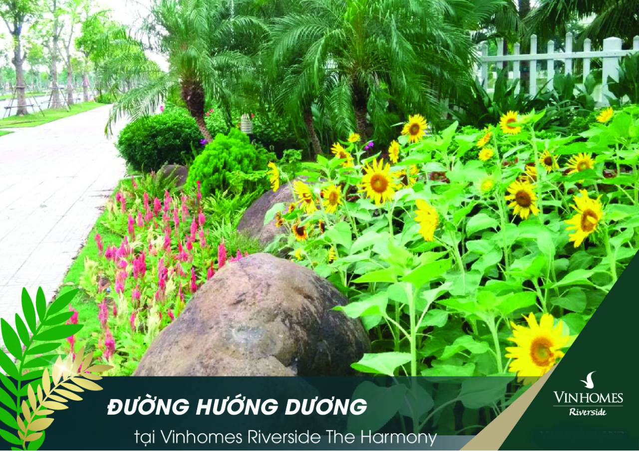 Tiểu Khu Hướng Dương