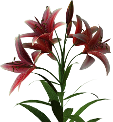 palm flower clipart tree trees thank clip resolution animal visiting designs