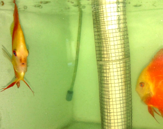 Menjodohkan ikan discus jantan dan betina Cara menjodohkan ikan discus