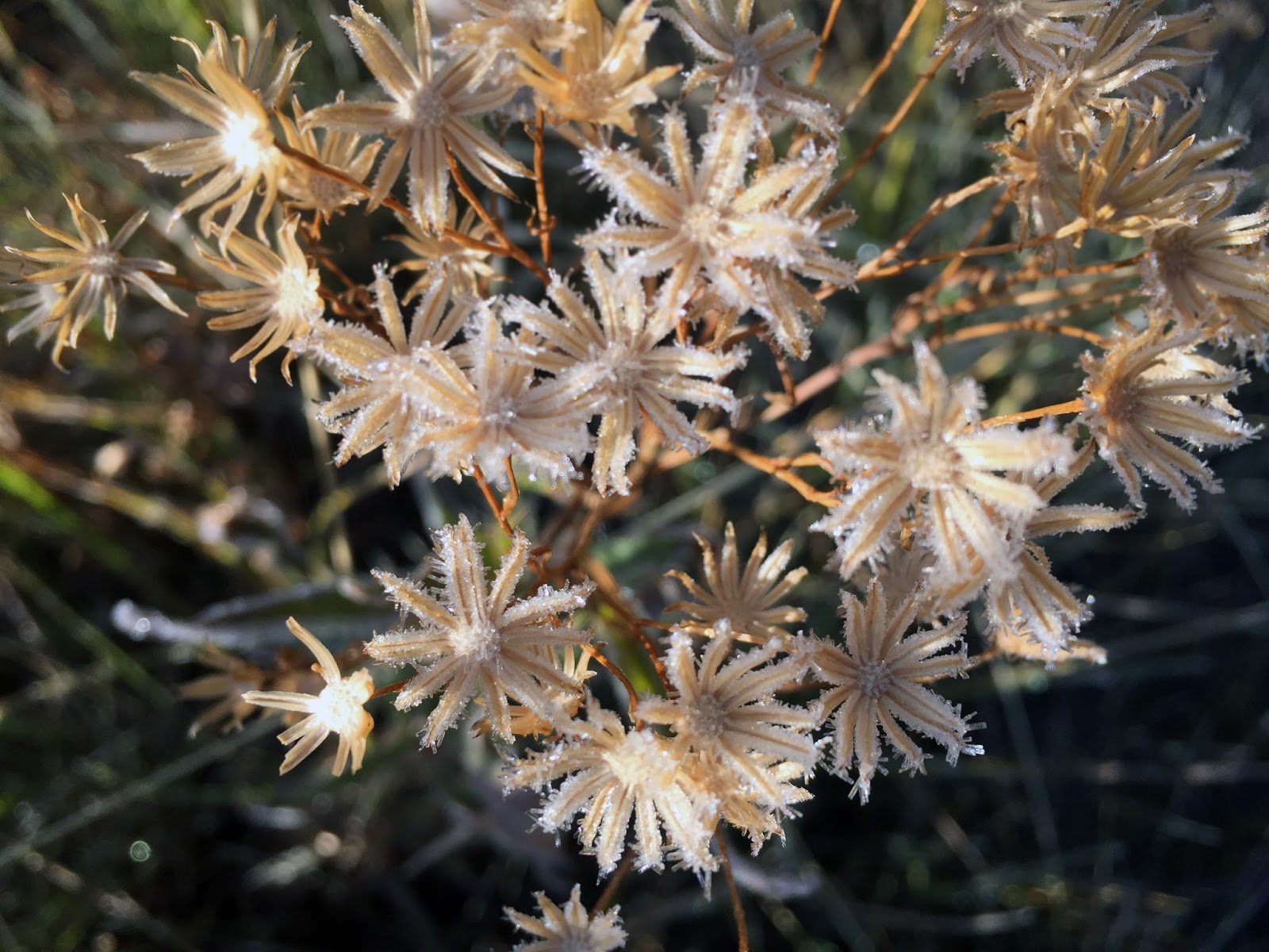 Spireas Brighten Any Garden