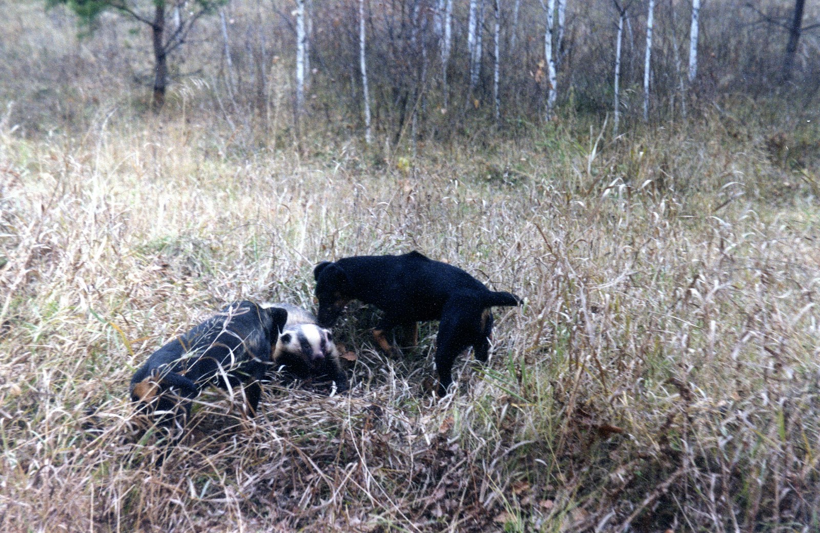 Охота на барсука с собаками. Охота на барсука с собаками. Немецкий ягдтерьер притравка. Притравка ягд терьеров. Охотничий пес на барсука.