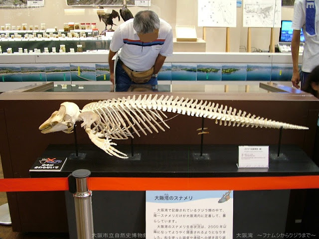 クジラの嘔吐物またはアンバーグリス:その正体とその目的 - クジラの嘔吐物とは何ですか