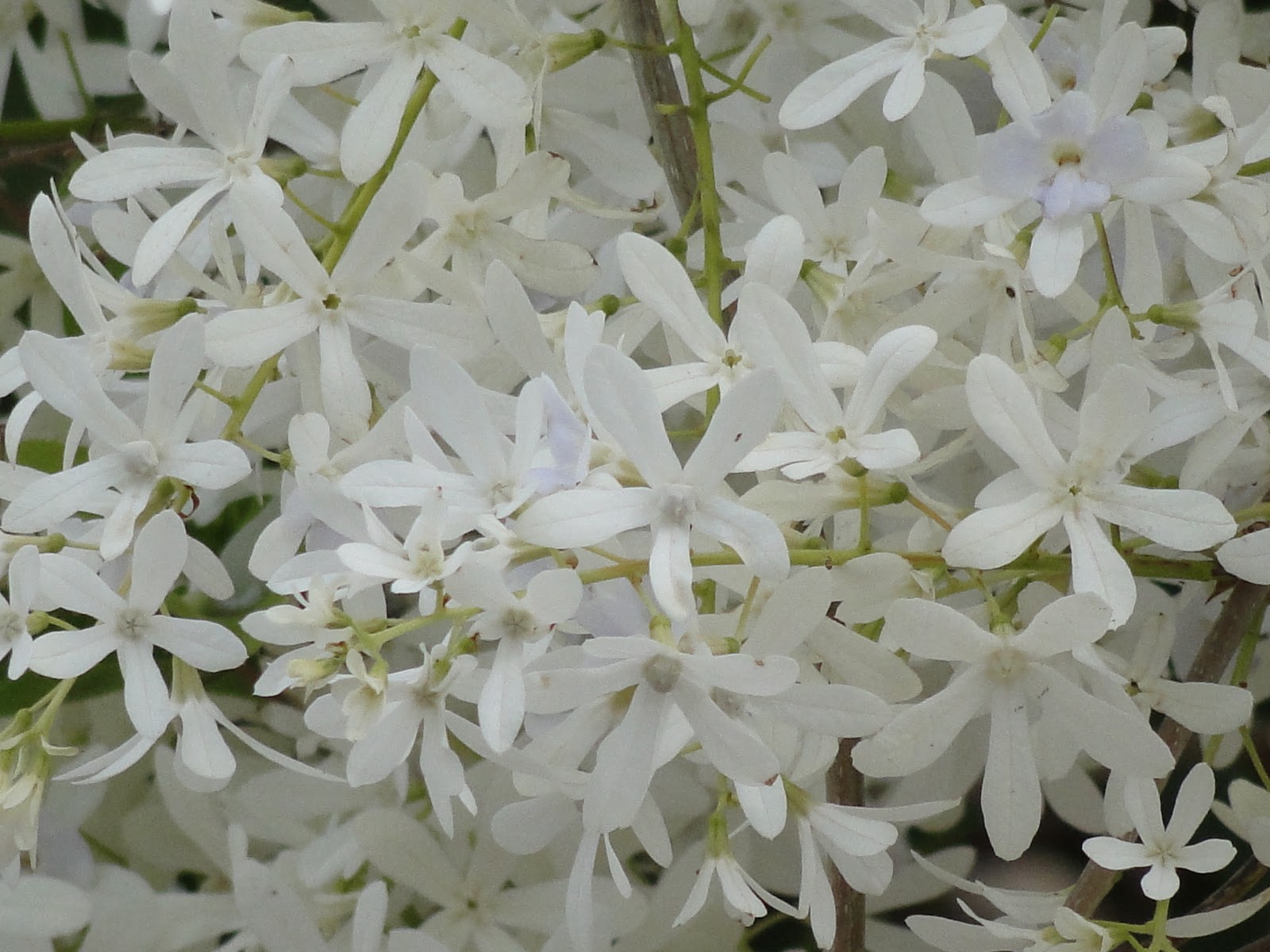 Blog do Ademir Carosia: Flor-de-são-miguel