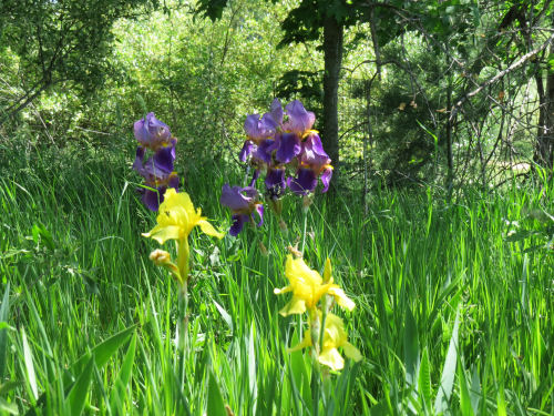 iris