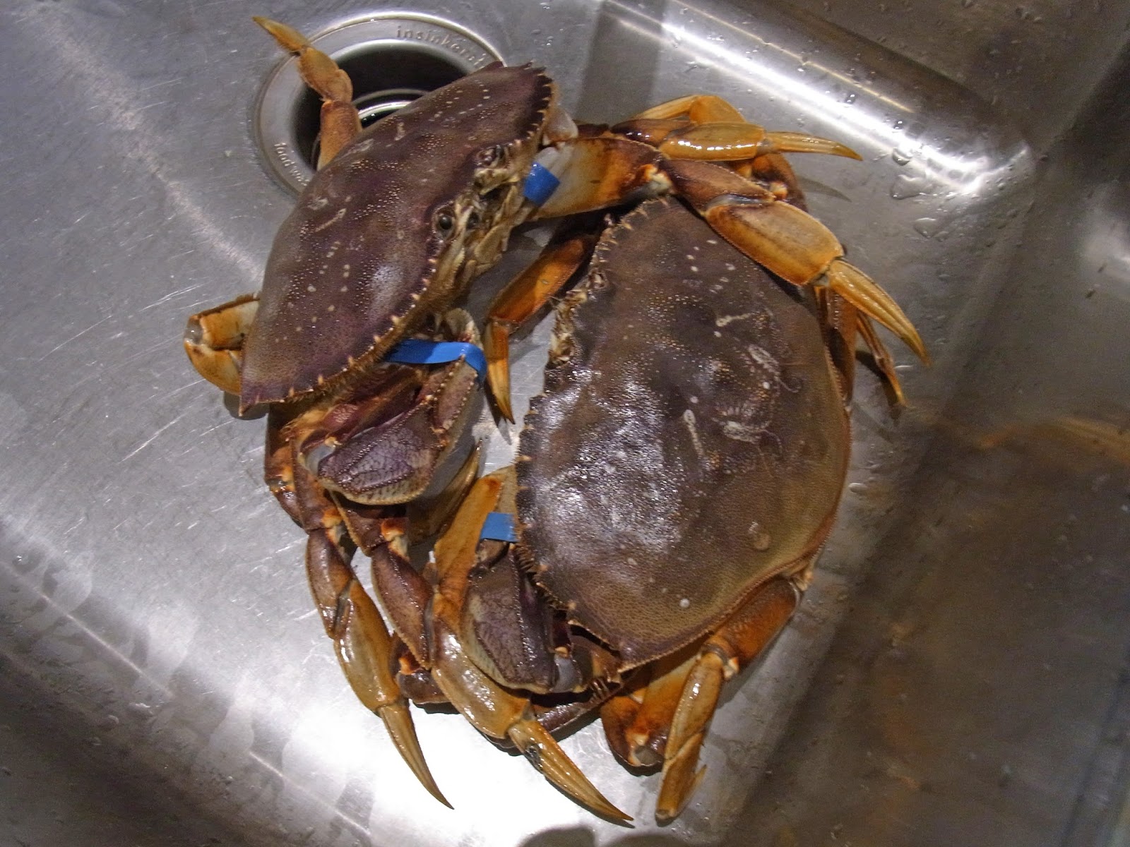 Casual Japanese Bystander Kona Cold Lobsters, Revisited.