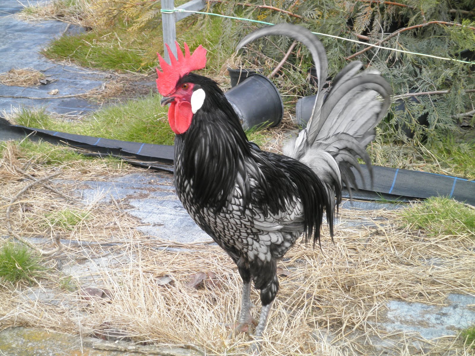 Gallinas de Raza ANDALUZA