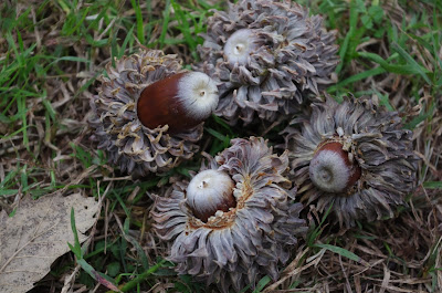 Quercus ithaburensis macrolepis