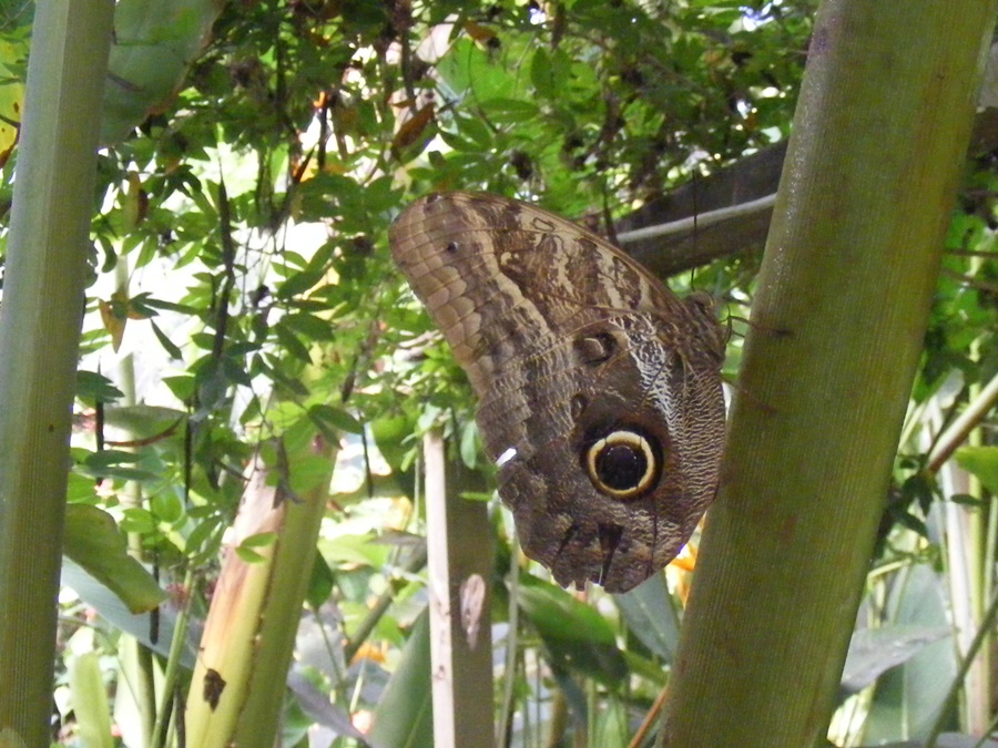 photographing New Zealand Thames Butterfly House