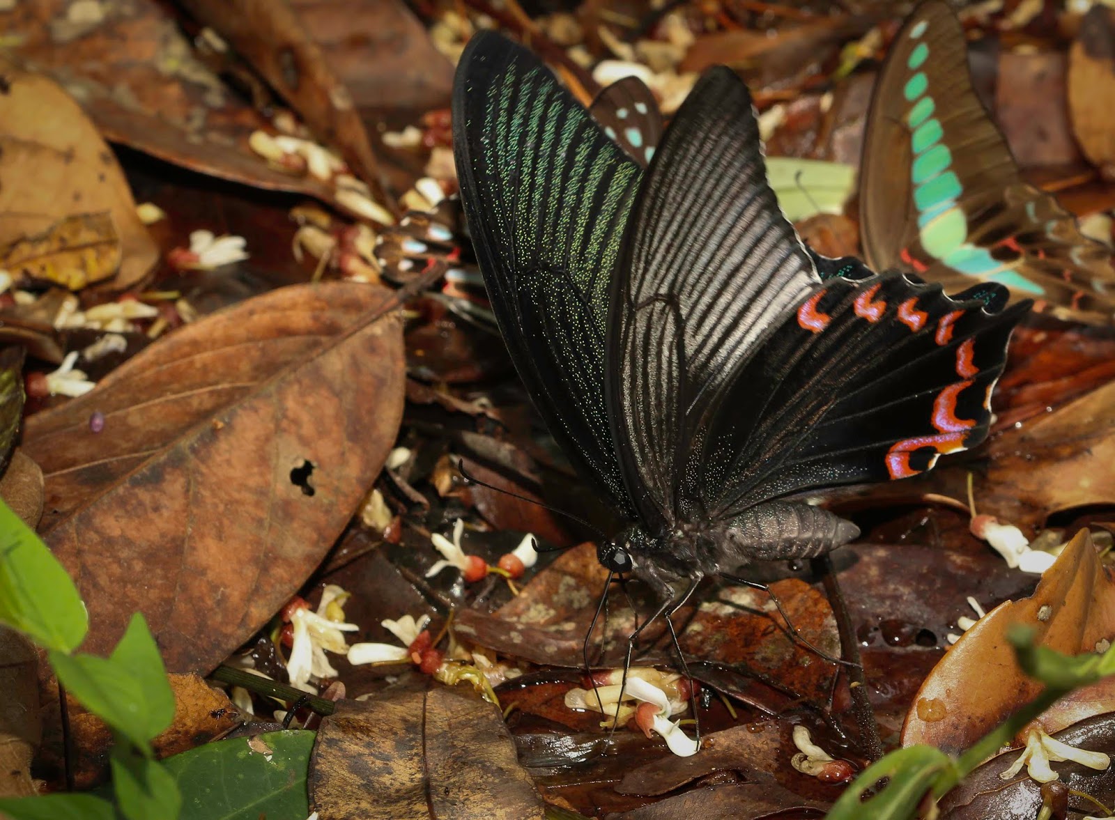 Butterflies of Vietnam 178. Papilio dialis doddsi (The Southern