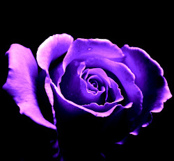 purple rose roses dark backgrounds background flowers wallpapers ackbar admiral trap camera wallpapercave