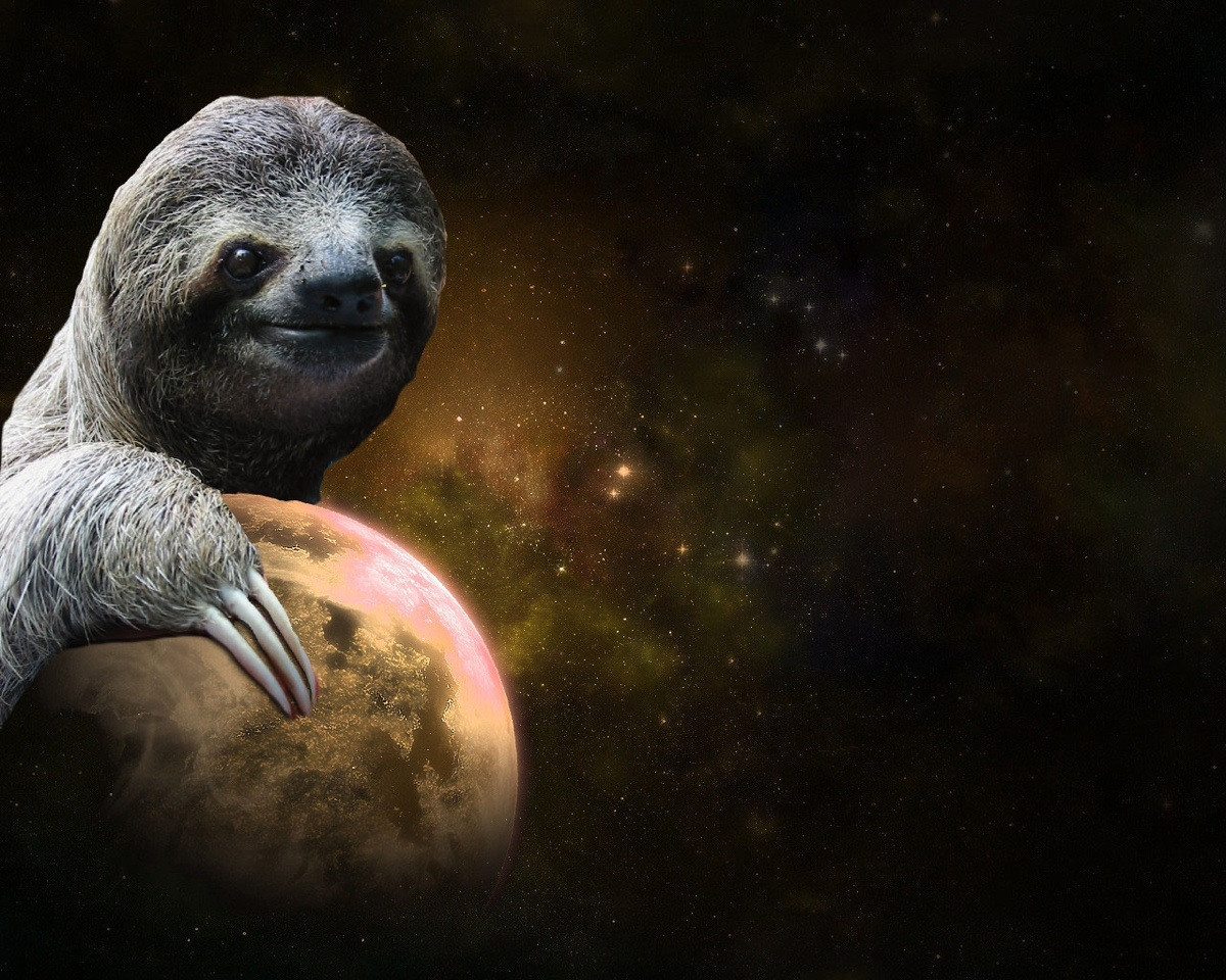 Sloth Wallpapers Sloth Wallpapers