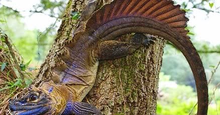 Cara Merawat Soa layar atau saigon | Hewan reptil yang mematikan