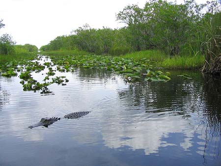 Travels with elsie: jan 9-the everglades Everglades