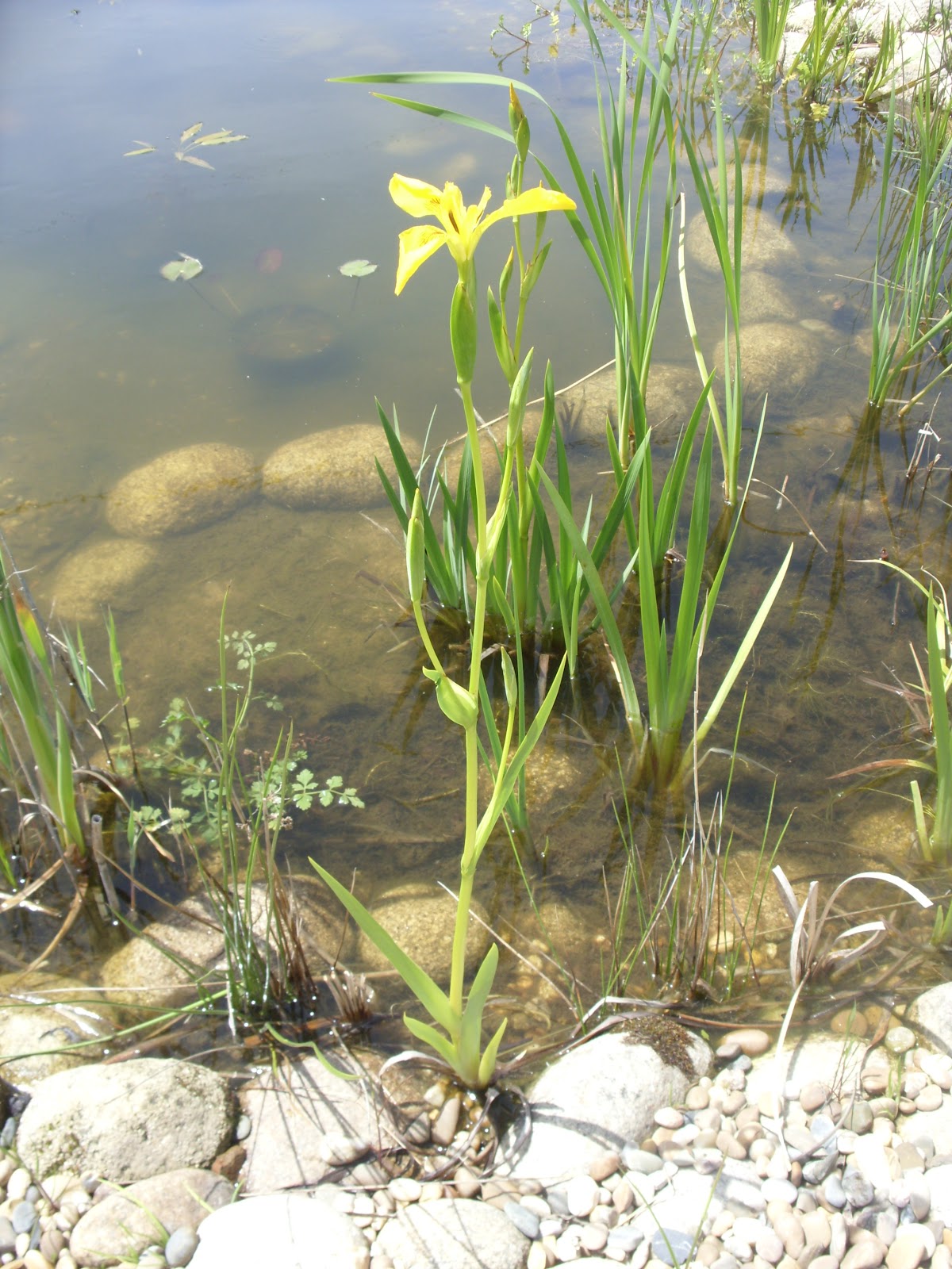 Jardim Autóctone: Lírio-amarelo-dos-pântanos (Iris pseudacorus)