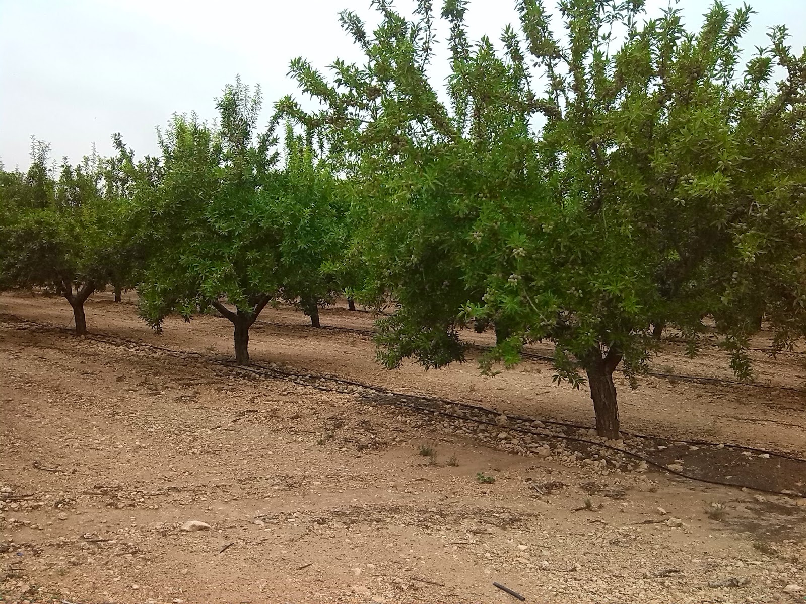 Almonds Luis Cremades Belmonte e Hijos, S.A. Mature almond grove