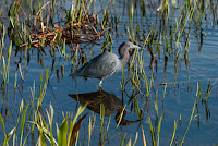 Little Blue Heron