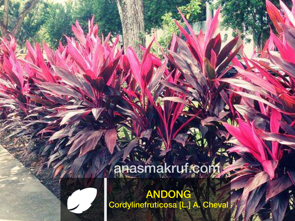 andong Cordylinefruticosa %255BL.%255D A. Cheval - Manfaat Tanaman Andong Bagi Kesehatan
