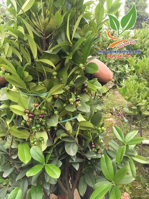  Cây cherry Brazil phù hợp khí hậu nước ta 46495213_357961001684699_556973772716900352_n