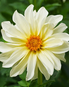 Dahlia frøformering 2013 - klik på billedet