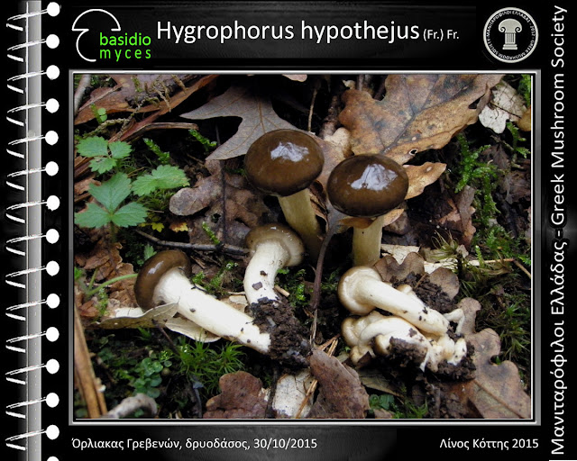Hygrophorus hypothejus (Fr.) Fr.