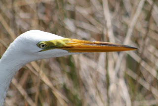 Great White Egret Great White Egret