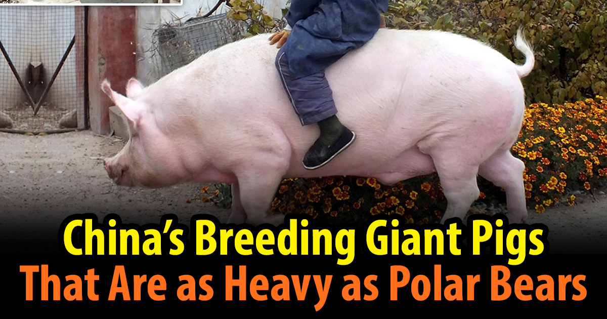 Farmers in China are Raising GIANT PIGS as Large as Polar Bears to cope
