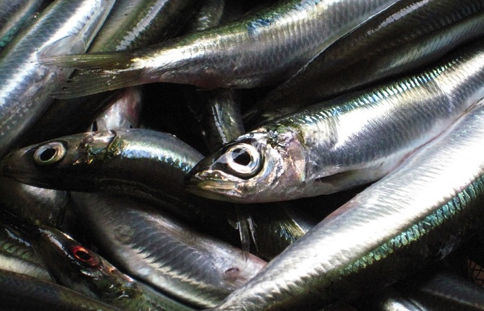 Inilah 20 Manfaat Ikan Sarden yang baik untuk Kesehatan ...