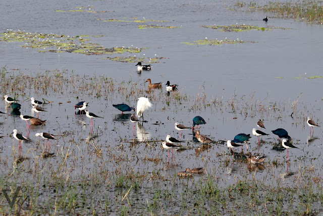 Black-winged Stilt's along with Garganey, Northern Shoveler, Egret, & Purple swamphen Black-winged Stilt's along with Garganey, Northern Shoveler, Egret, & Purple swamphen