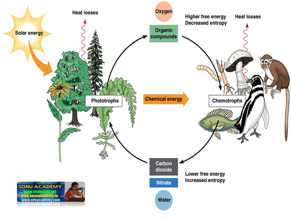 SONU ACADEMY AUTOTROPHIC NUTRITIONTEXT