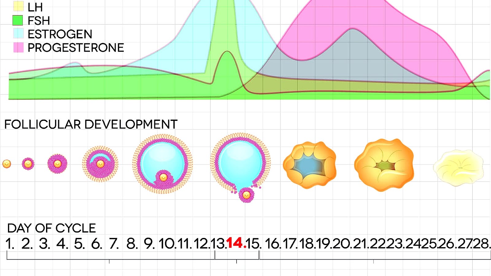Menopause And Menstrual Cycle Menopause Choices