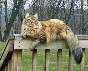 maine coon pussy Mature movie swinger