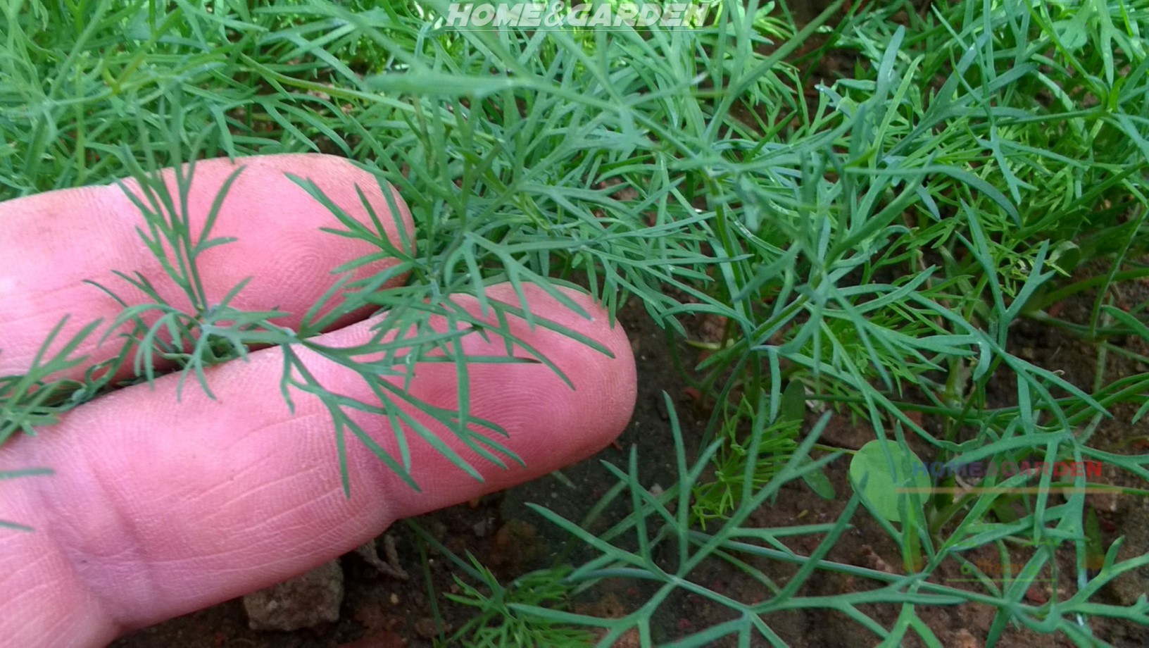 How to Grow Dill
